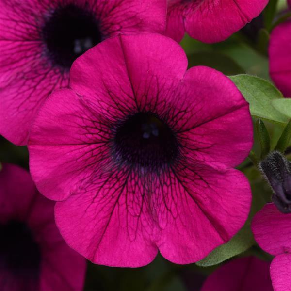 PLANT NAME Bloom