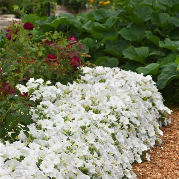 PLANT NAME Landscape