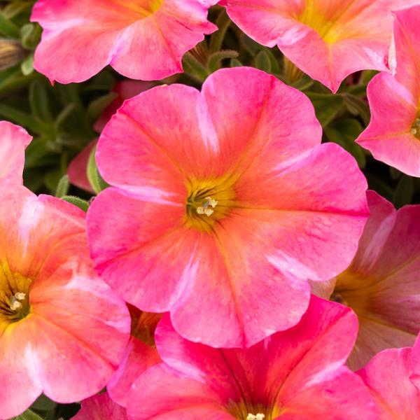 PLANT NAME Bloom
