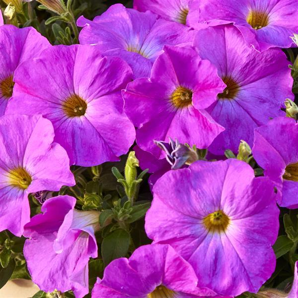 PLANT NAME Bloom