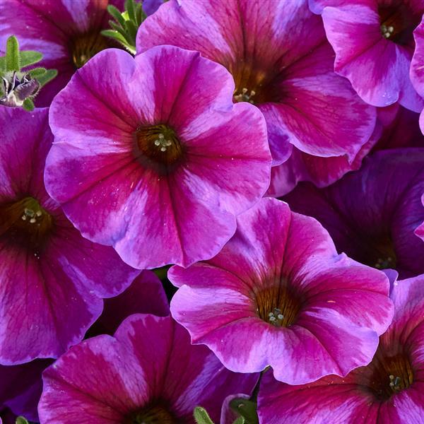 PLANT NAME Bloom