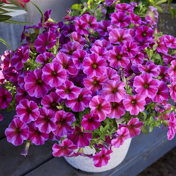 PLANT NAME Container