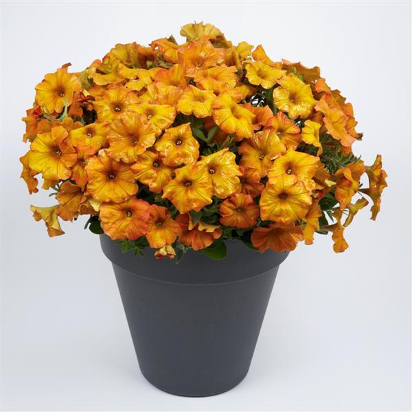 PLANT NAME Container