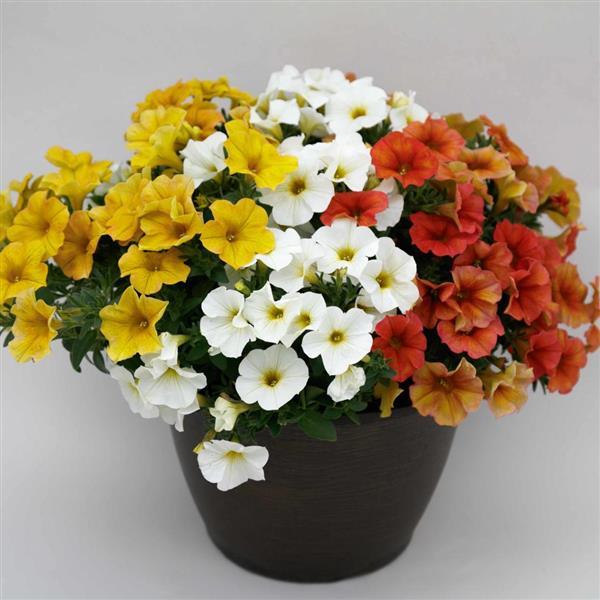 PLANT NAME Container