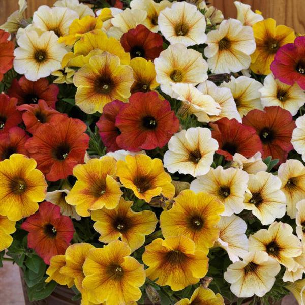 PLANT NAME Bloom