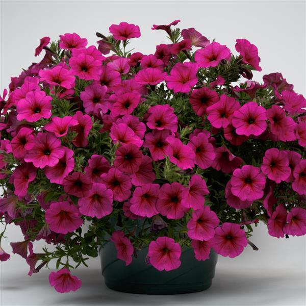 PLANT NAME Container