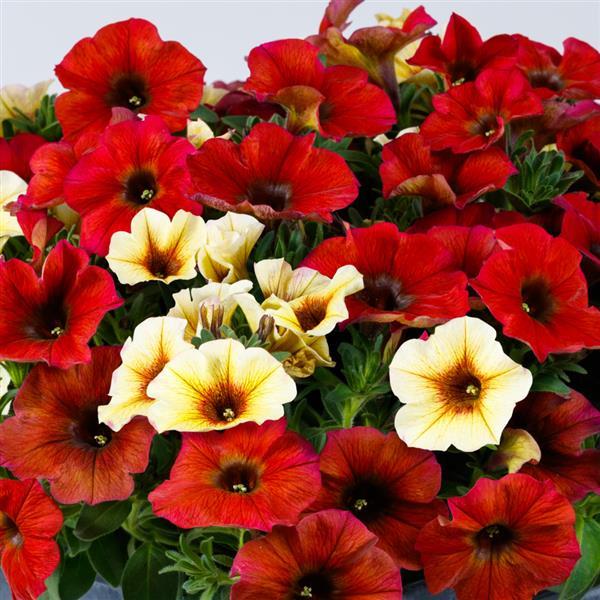 PLANT NAME Bloom