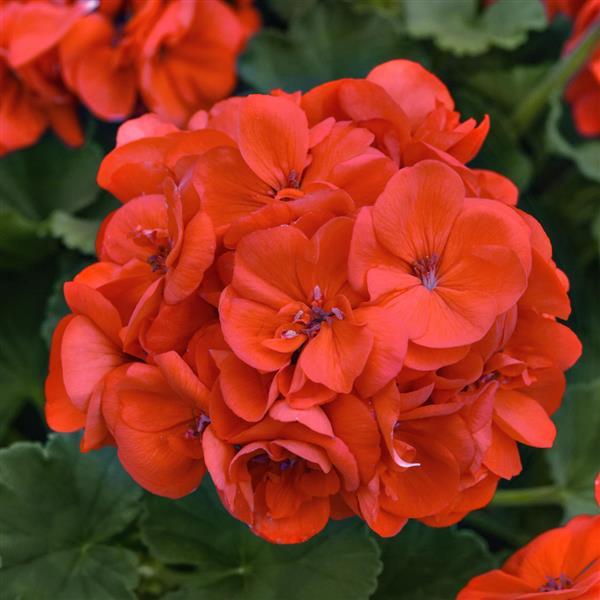 PLANT NAME Bloom
