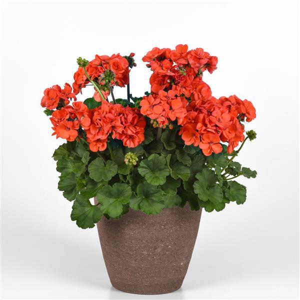 PLANT NAME Container