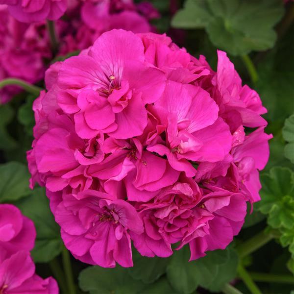 PLANT NAME Bloom