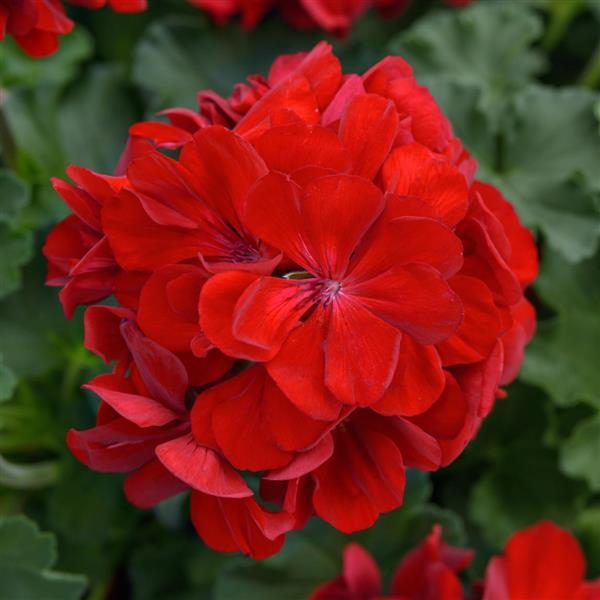 PLANT NAME Bloom