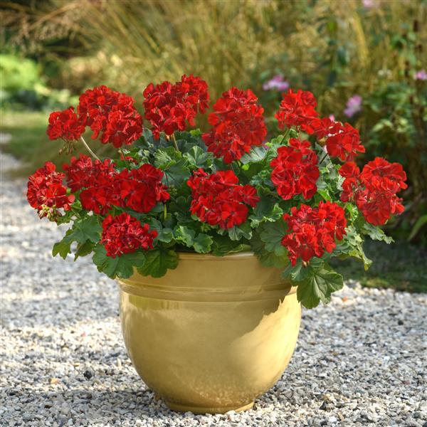 PLANT NAME Container