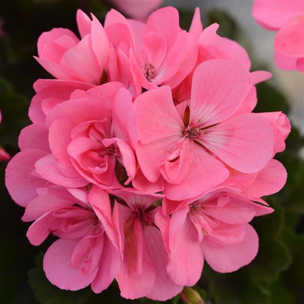 PLANT NAME Bloom
