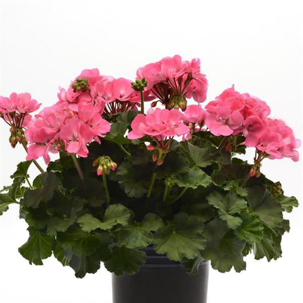 PLANT NAME Container