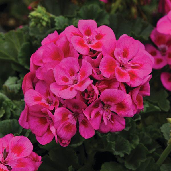 PLANT NAME Bloom