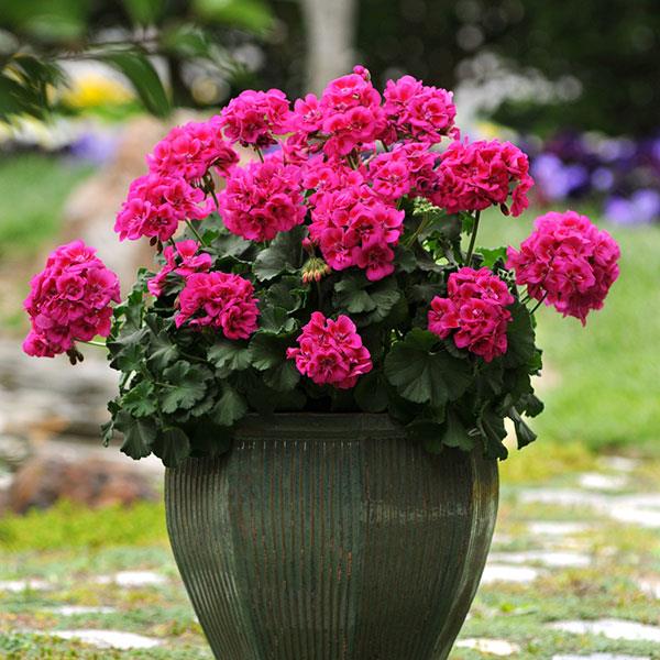PLANT NAME Container