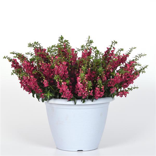 PLANT NAME Container