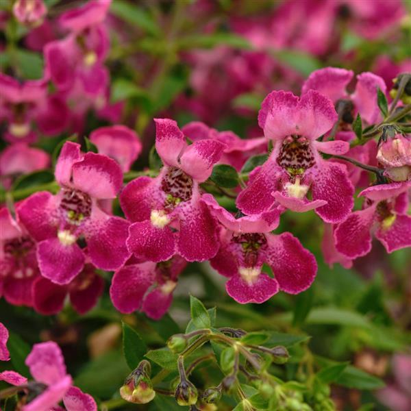 PLANT NAME Bloom