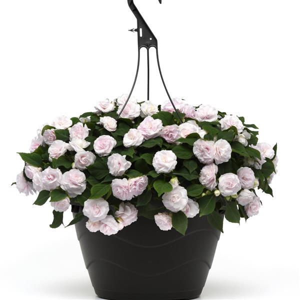 PLANT NAME Basket
