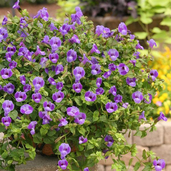 PLANT NAME Container