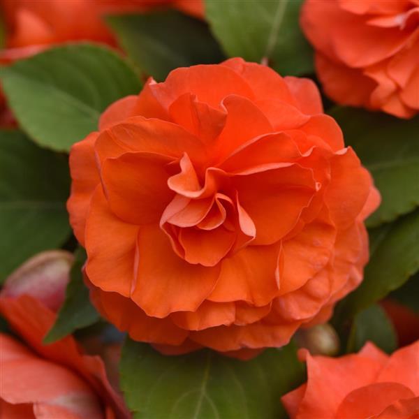PLANT NAME Bloom