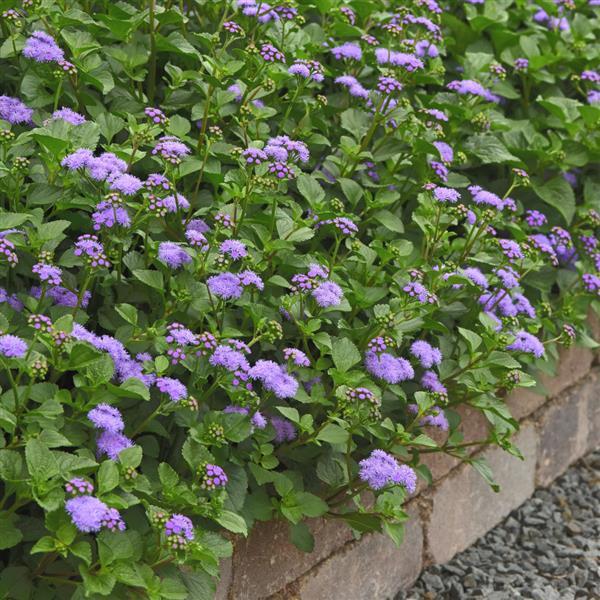 PLANT NAME Commercial Landscape 1