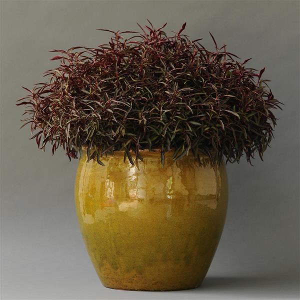 PLANT NAME Container