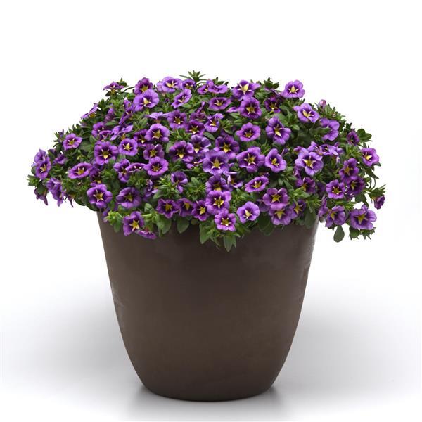 PLANT NAME Container