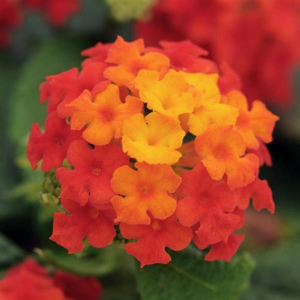 PLANT NAME Bloom