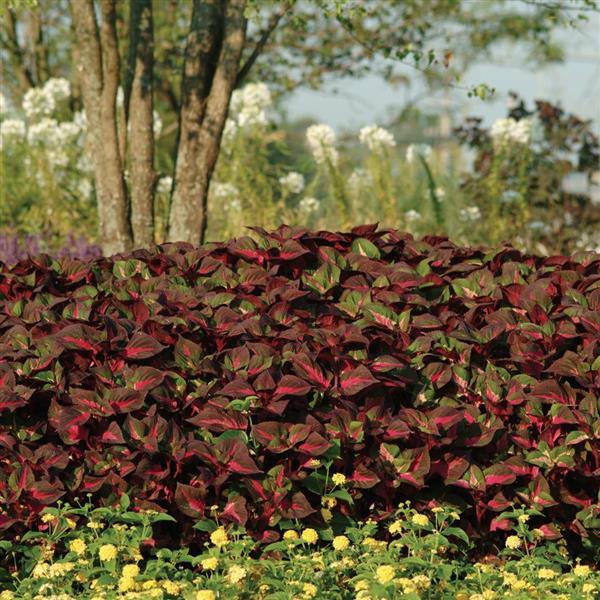 PLANT NAME Landscape