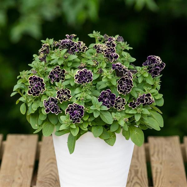 PLANT NAME Container