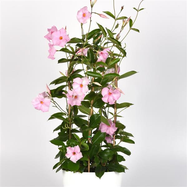 PLANT NAME Container