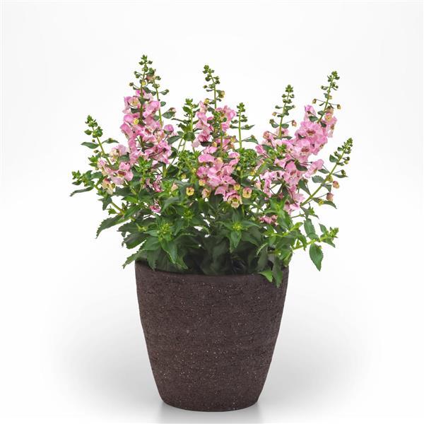 PLANT NAME Container