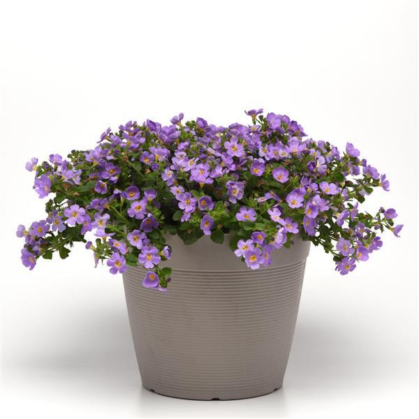 PLANT NAME Container