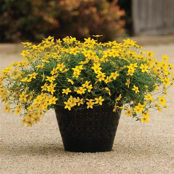 PLANT NAME Container