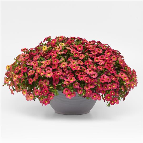 PLANT NAME Container