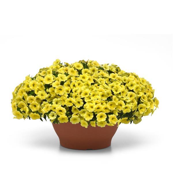 PLANT NAME Container