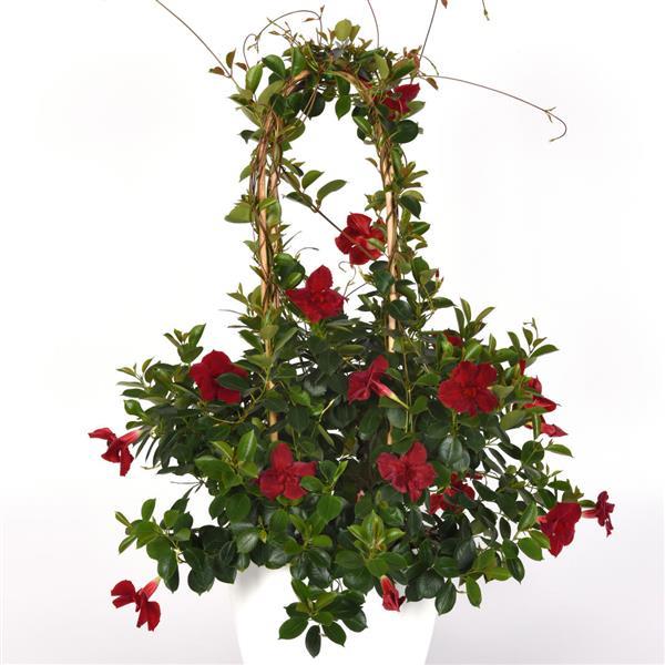 PLANT NAME Container