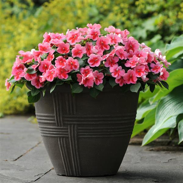 PLANT NAME Container