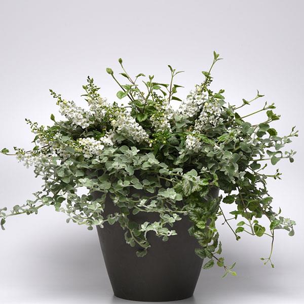 PLANT NAME Container