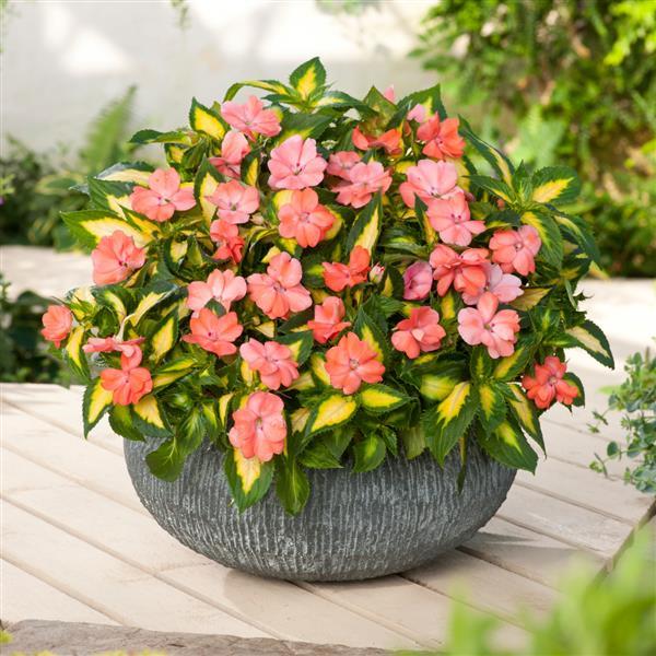 PLANT NAME Container