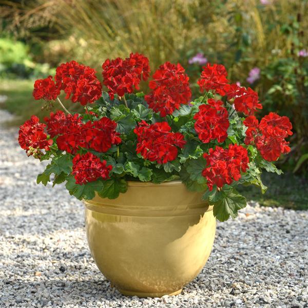PLANT NAME Container