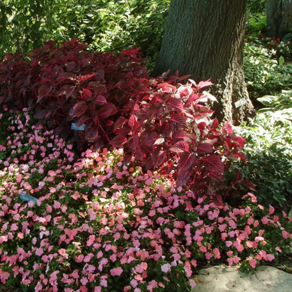 PLANT NAME Commercial Landscape 2