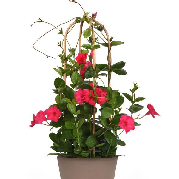 PLANT NAME Container