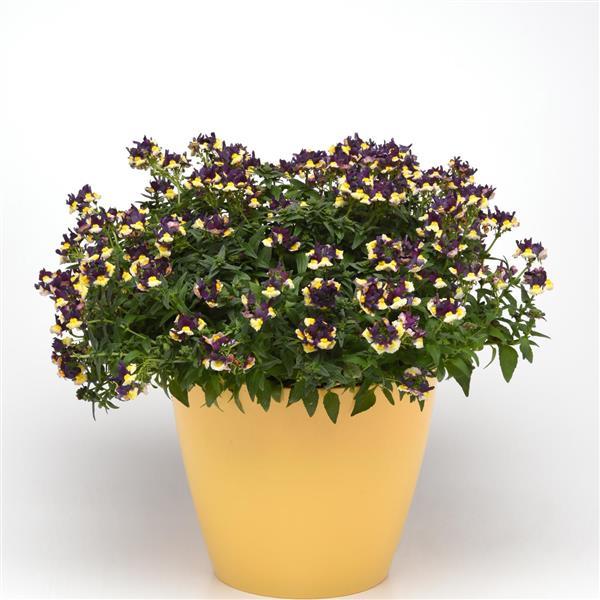 PLANT NAME Container