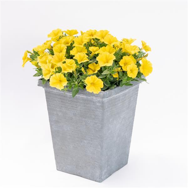 PLANT NAME Container