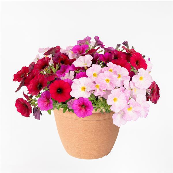 PLANT NAME Container