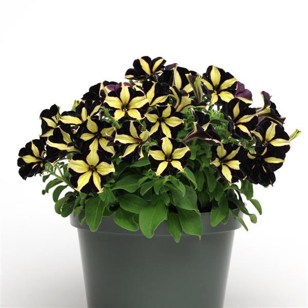 PLANT NAME Container