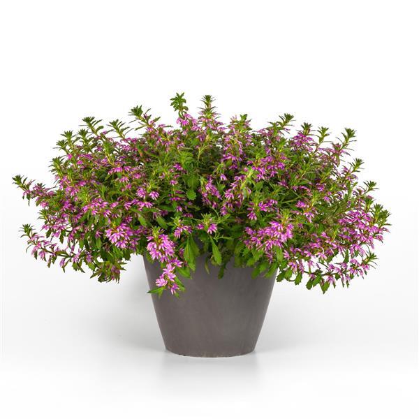 PLANT NAME Container