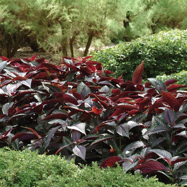 PLANT NAME Landscape